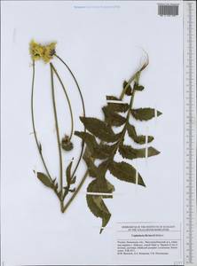 Cephalaria litvinovii Bobrov, Eastern Europe, Middle Volga region (E8) (Russia)