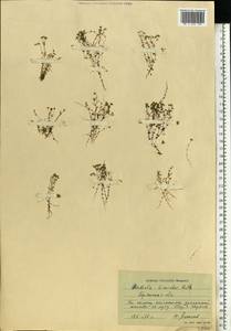 Radiola linoides Roth, Eastern Europe, Western region (E3) (Russia)