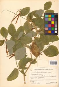 Lathyrus davidii Hance, Siberia, Russian Far East (S6) (Russia)
