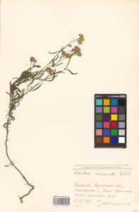 Achillea micrantha Willd., Eastern Europe, South Ukrainian region (E12) (Ukraine)