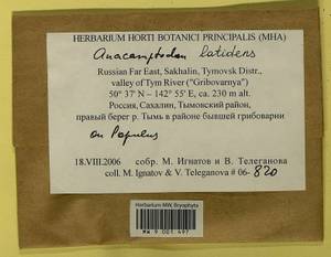 Anacamptodon latidens (Besch.) Broth., Bryophytes, Bryophytes - Russian Far East (excl. Chukotka & Kamchatka) (B20) (Russia)