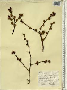 Ficus, Africa (AFR) (Ethiopia)