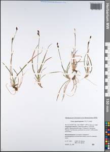 Carex vaginata var. vaginata, Siberia, Russian Far East (S6) (Russia)