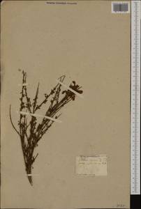 Cytisus scoparius (L.)Link, Western Europe (EUR) (France)