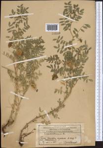 Cicer arietinum L., Middle Asia, Western Tian Shan & Karatau (M3) (Kazakhstan)