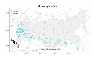 Malva sylvestris L., Atlas of the Russian Flora (FLORUS) (Russia)