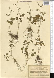 Thalictrum sultanabadense Stapf, Middle Asia, Pamir & Pamiro-Alai (M2) (Kyrgyzstan)