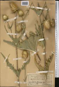 Dipsacus laciniatus L., Middle Asia, Western Tian Shan & Karatau (M3) (Kazakhstan)