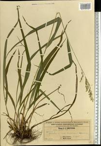 Festuca altissima All., Eastern Europe, Volga-Kama region (E7) (Russia)