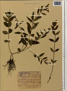 Vinca herbacea Waldst. & Kit., Caucasus, Krasnodar Krai & Adygea (K1a) (Russia)