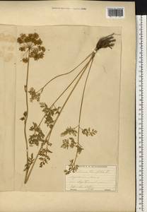 Selinum carvifolia (L.) L., Eastern Europe, Moscow region (E4a) (Russia)