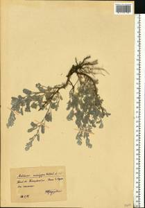 Artemisia caerulescens subsp. caerulescens, Eastern Europe, Central forest-and-steppe region (E6) (Russia)