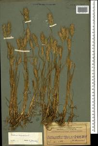 Bromus scoparius L., Caucasus, Azerbaijan (K6) (Azerbaijan)