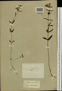 Scutellaria scordiifolia Fisch. ex Schrank, Siberia, Altai & Sayany Mountains (S2) (Russia)