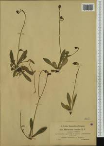Pilosella acutifolia subsp. acutifolia, Western Europe (EUR) (Germany)