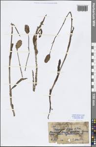 Bistorta elliptica (Willd. ex Spreng.) Kom., Middle Asia, Western Tian Shan & Karatau (M3) (Kazakhstan)