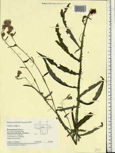 Carduus crispus L., Eastern Europe, Central region (E4) (Russia)