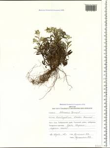Leontopodium discolor Beauverd, Siberia, Russian Far East (S6) (Russia)