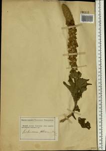 Verbascum phlomoides L., Eastern Europe, South Ukrainian region (E12) (Ukraine)