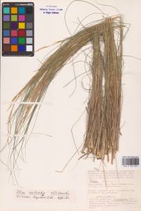 Stipa zalesskii Wilensky, Eastern Europe, Lower Volga region (E9) (Russia)