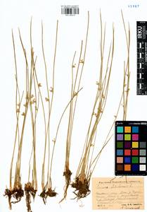 Juncus filiformis L., Siberia, Altai & Sayany Mountains (S2) (Russia)