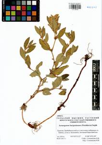 Koenigia bargusinensis (Peschkova), Siberia, Baikal & Transbaikal region (S4) (Russia)