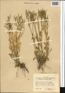 Barbarea vulgaris (L.) W.T. Aiton, Middle Asia, Western Tian Shan & Karatau (M3) (Uzbekistan)