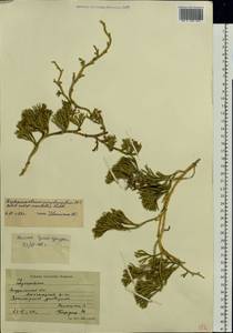 Diphasiastrum complanatum (L.) Holub, Eastern Europe, Northern region (E1) (Russia)