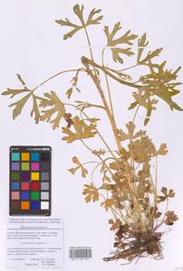 Ranunculus sceleratus L., Eastern Europe, Moscow region (E4a) (Russia)