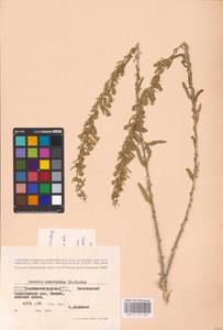 Krascheninnikovia ceratoides (L.) Gueldenst., Eastern Europe, North Ukrainian region (E11) (Ukraine)