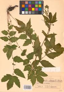 Filipendula ulmaria (L.) Maxim., Eastern Europe, Central region (E4) (Russia)