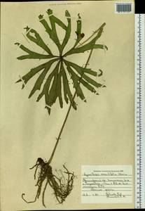 Syneilesis aconitifolia (Bunge) Maxim., Siberia, Russian Far East (S6) (Russia)