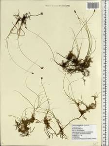 Carex stenophylla Wahlenb., Eastern Europe, North-Western region (E2) (Russia)