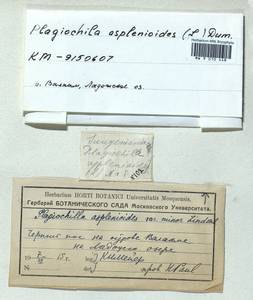 Plagiochila asplenioides (L.) Dumort., Bryophytes, Bryophytes - Karelia, Leningrad & Murmansk Oblasts (B4) (Russia)