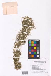 Lemna minor L., Eastern Europe, Central region (E4) (Russia)