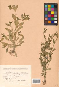 Euclidium syriacum (L.) W. T. Aiton, Siberia, Russian Far East (S6) (Russia)