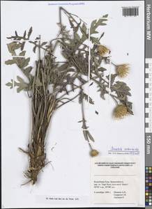 Klasea centauroides subsp. centauroides, Siberia, Altai & Sayany Mountains (S2) (Russia)