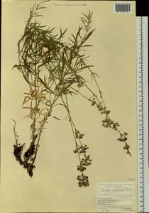 Silene sibirica (L.) Pers., Siberia, Western Siberia (S1) (Russia)