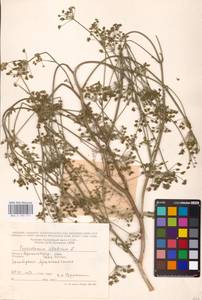 Xanthoselinum alsaticum (L.) Schur, Eastern Europe, North Ukrainian region (E11) (Ukraine)