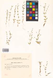 Stellaria crassifolia Ehrh., Eastern Europe, Moscow region (E4a) (Russia)