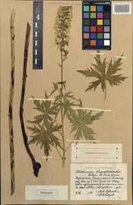 Delphinium dictyocarpum subsp. dictyocarpum, Middle Asia, Dzungarian Alatau & Tarbagatai (M5) (Kazakhstan)
