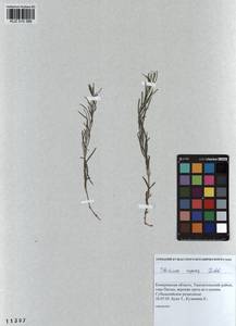 Thesium repens Ledeb., Siberia, Altai & Sayany Mountains (S2) (Russia)