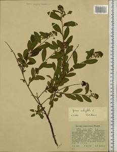 Spiraea salicifolia L., Siberia, Russian Far East (S6) (Russia)