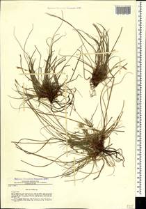 Carex humilis Leyss., Crimea (KRYM) (Russia)