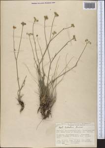 Seseli luteolum Pimenov, Middle Asia, Northern & Central Tian Shan (M4) (Kyrgyzstan)