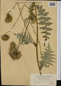 Cirsium erisithales (Jacq.) Scop., Western Europe (EUR) (Austria)