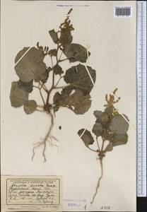 Atriplex moneta Bunge ex Boiss., Middle Asia, Kopet Dag, Badkhyz, Small & Great Balkhan (M1) (Turkmenistan)
