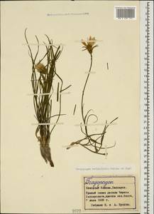 Tragopogon reticulatus Boiss. & A. Huet, Caucasus, Stavropol Krai, Karachay-Cherkessia & Kabardino-Balkaria (K1b) (Russia)