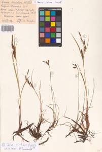 MHA0043839_1, Carex salina Wahlenb., Eastern Europe, Northern region (E1) (Russia)