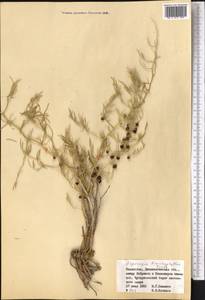 Asparagus brachyphyllus Turcz., Middle Asia, Muyunkumy, Balkhash & Betpak-Dala (M9) (Kazakhstan)